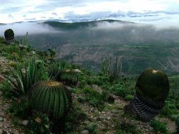Dentro de la Reserva de la Biosfera Tehuacán-Cuicatlán, área natural protegida desde 1998, habitan pueblos indígenas que han encontrado y adaptado sus formas de convivir con la tierra, las plantas y los animales. ESPECIAL