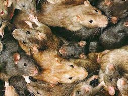 Ciertos olores desencadenan una reacción de la proteína Trpa1 en los ratones. ESPECIAL