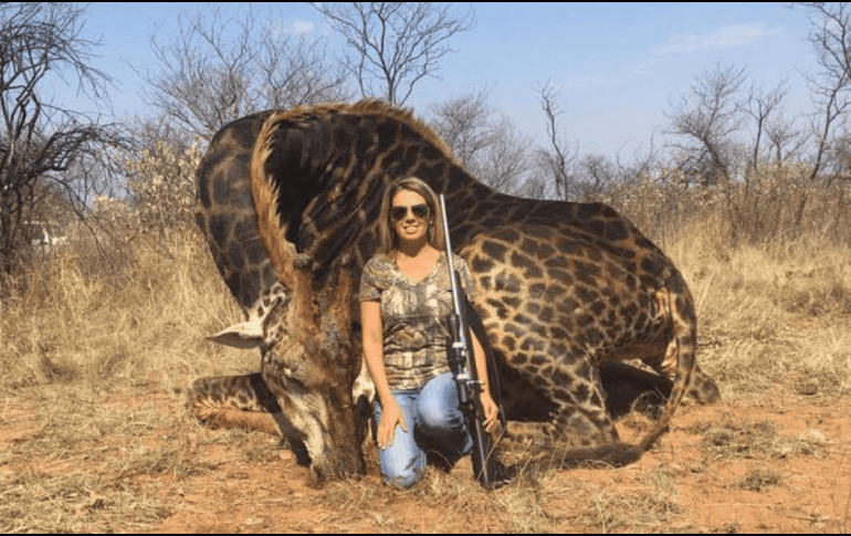 El viaje de caza se produjo en junio de 2017, pero las imágenes de la estadounidense posando con la jirafa se volvieron virales en los últimos días. TWITTER / @africlandpost
