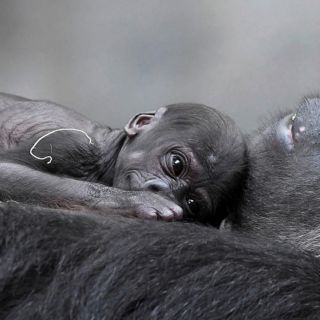 Bebé gorila de un zoológico en Chicago se llamará Ali