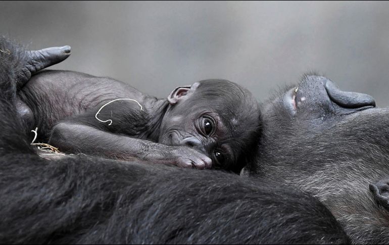 El Chicago Tribune informa que durante los próximos meses, Ali se aferrará a su madre amtes de aventurarse más. AP / J. Schulz