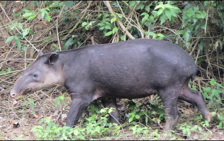 A los tapires se les considera los 