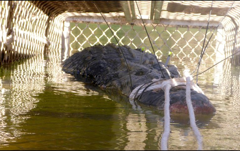 El reptil cayó en esta trampa. AP/Departamento de Parques y Vida Salvaje del Territorio Norte
