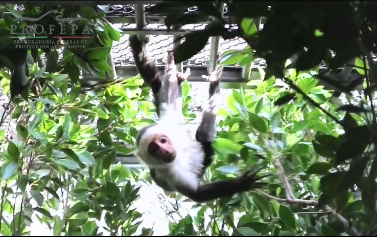 La Profepa rescató este mono capuchino el pasado 10 de abril en la Colonia Lomas Altas, de la CDMX. TWITTER / @PROFEPA_Mx
