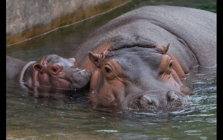 Con apenas seis semanas de edad, el pequeño hipopótamo es inquieto, atrevido e intenta moverse solo en el agua. EFE / F. Guasco