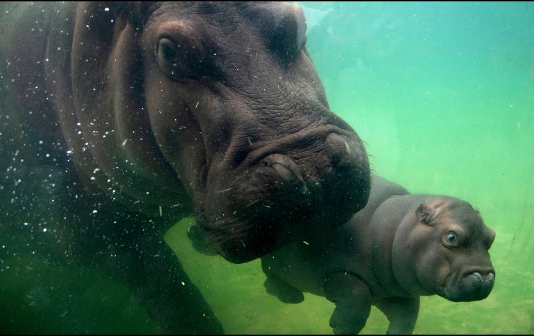 Con apenas seis semanas de edad, el pequeño hipopótamo es inquieto, atrevido e intenta moverse solo en el agua. EFE / F. Guasco