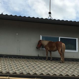 Yegua que se salvó al subir a un tejado conmueve a Japón