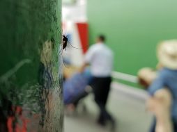 Aunque el GAP toma medidas para eliminar a los zancudos, hay factores que no están a su alcance. EL INFORMADOR/ A. Camacho