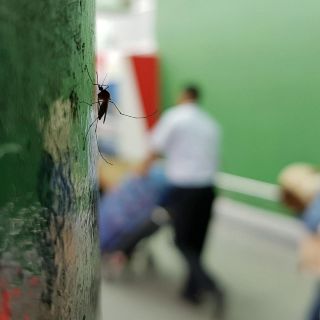 Una plaga de zancudos invade al Aeropuerto... y hasta los aviones