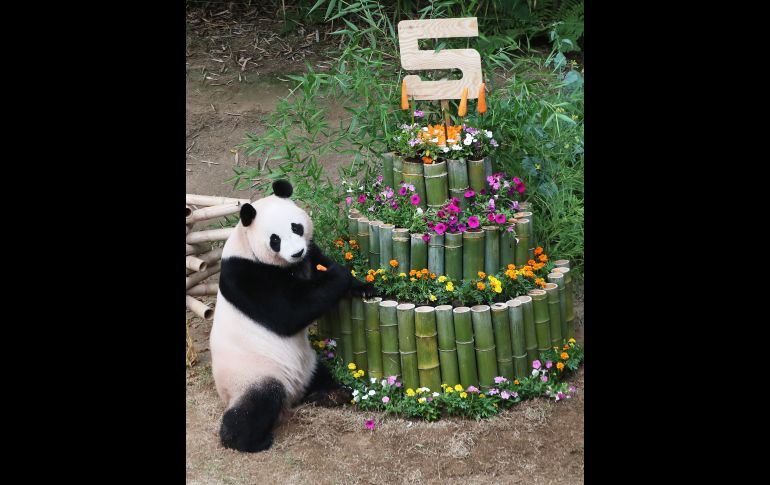 Ai Bao recibe un pastel hecho de bambú y flores durante la celebración de su cumpleaños número cinco en el parque Samsung Everland en Yongin,  Corea del Sur. EFE/YONHAP