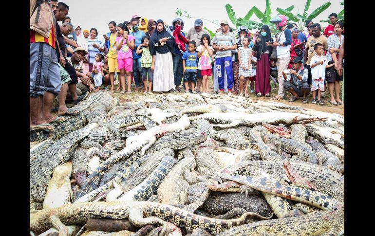 Vecinos observan los cocodrilos muertos en una granja de cría en el barrio Klamalu de la ciudad de Sorong, en una imagen del 14 de julio. EFE