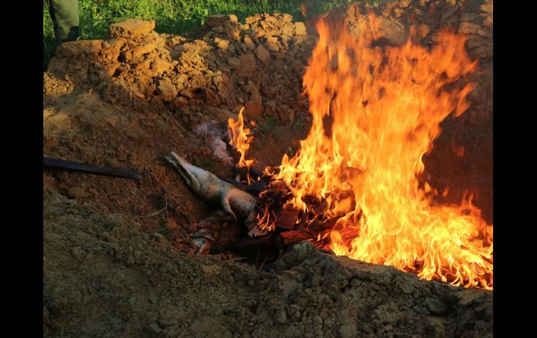Cocodrilos son incinerados en la población indonesia de Sorong, luego de que una turba masacró a 292 reptiles de un criadero el sábado, en represalia por la muerte de un vecino. AFP/SKYLA