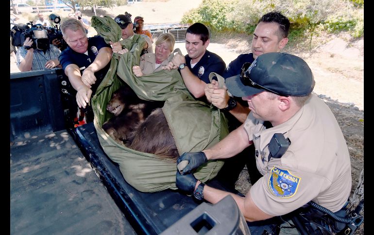Policías y oficiales de Vida Silvestre levantan un oso que recibió un tranquilizante en un parque en la zona de Los Ángeles. El animal estuvo rondando un vecindario y se metió a una alberca. AP/The Orange County Register/H. Gutknecht