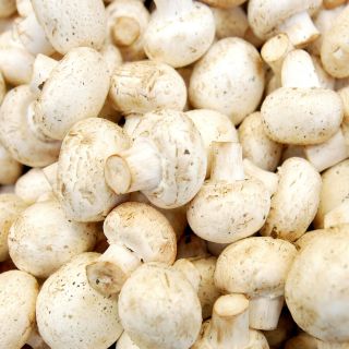 Destaca Jalisco entre los principales productores de hongos en el país