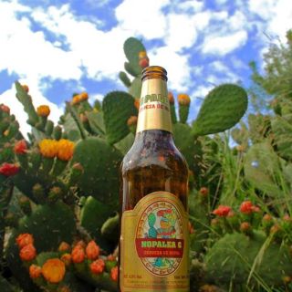 Conquista cerveza de nopal a Europa