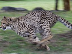 Los investigadores analizaron registros de 987 poblaciones de 481 especies en todo el mundo. EFE/Archivo