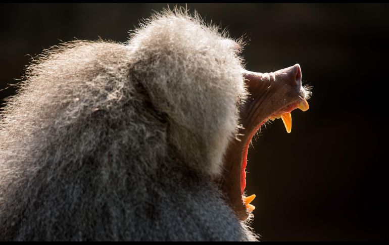 Un babuino bosteza en su recinto del zoológico Tierpark Hellabrunn en Munich, Alemania. AFP/DPA/P. Kneffe