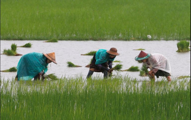 Mujeres plantan arroz en un campo de cultivo en la localidad de Hpa-an, Birmania.EFE/ L. Bo Bo
