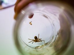 Cuando se determinó que el veneno de una araña violinista era lo que estaba causando el mal, se buscó el antídoto en varios sitios del país, hasta que éste fue donado por laboratorios Silanes. EL INFORMADOR / ARCHIVO
