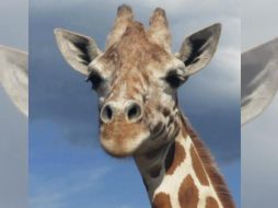 El parto de la primer cría de April la jirafa se transmitió por Youtube. AP / Animal Adventure Park