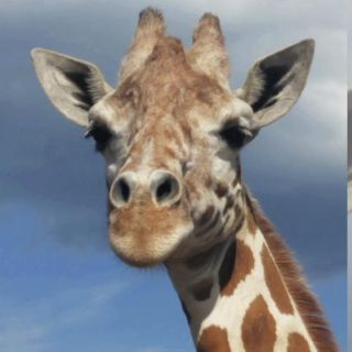 April la jirafa está embarazada de nuevo