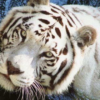 La memoria del Zoológico Guadalajara llega al Paseo Chapultepec