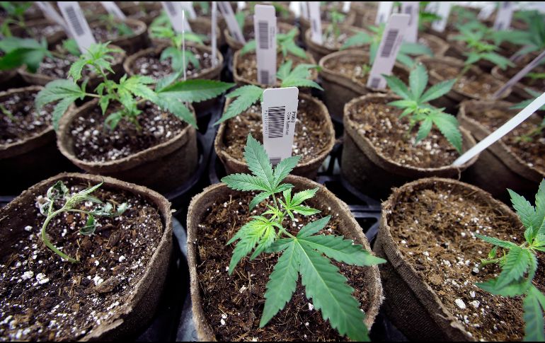 El cannabis, que estaba clasificado como una droga sin valor terapéutico, ahora cambiará de categoría. AP/ S. Senne