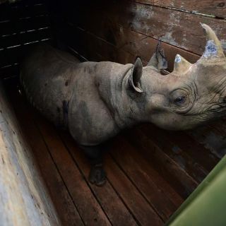 Muere rinoceronte negro en traslado fallido