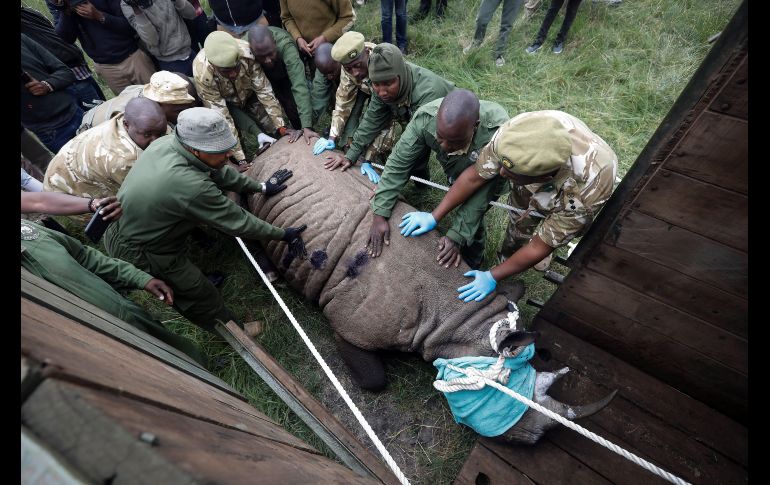El KWS trasladó 11 rinocerontes negros desde Nairobi y del Parque Nacional del lago Nakuru hasta el Parque Nacional Tsavo East. En el proceso de traslado, guardabosques y veterinarios usaron tranquilizantes. EFE/ARCHIVO