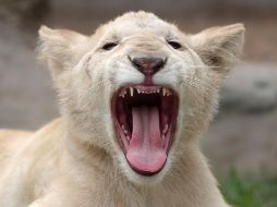 El mundo en imágenes del 26 de julio de 2018