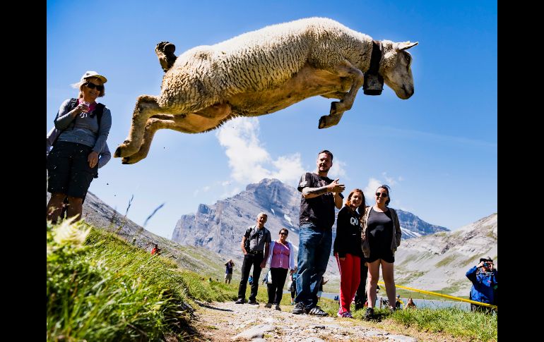 Una oveja participa en el festival anual de ovejas cerca de Gemmipass, Suiza. AP/Keystone/J. Bott