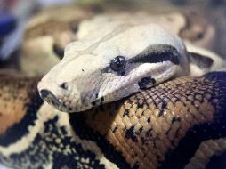 La mayoría de los animales asegurados eran serpientes, entre ellos 11 boas. AP/Archivo