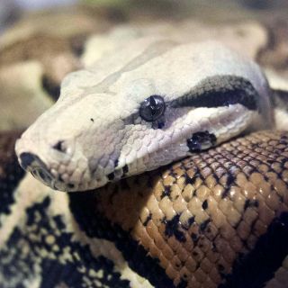 Cae sujeto en Nuevo León por posesión ilegal de animales silvestres