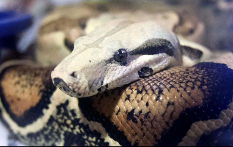 La mayoría de los animales asegurados eran serpientes, entre ellos 11 boas. AP/Archivo
