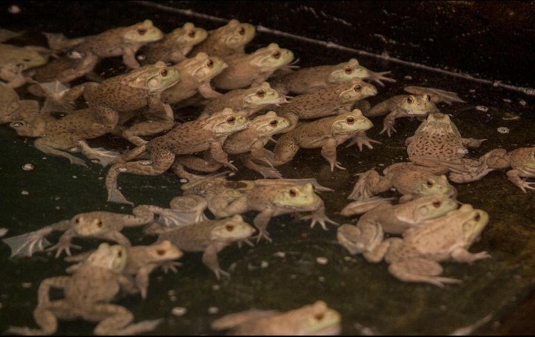 Las ranas utilizadas para las investigaciones son aportadas por productores del batracio en el municipio de Tala. EL INFORMADOR/Archivo