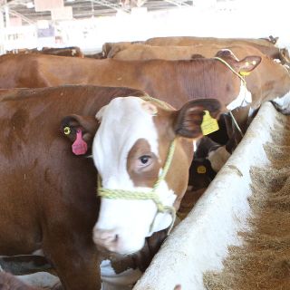 Genera dudas la Subsecretaría de Ganadería en Jalisco