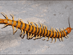 Los ciempiés secos o triturados se han utilizado durante siglos en la medicina tradicional china para tratar dolencias. YOUTUBE / Christian Pineda