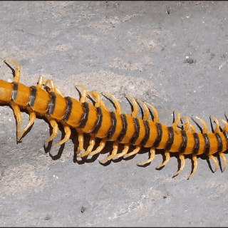 Madre e hijo contraen parásito letal por comer ciempiés crudos