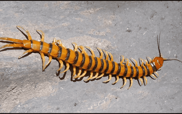 Los ciempiés secos o triturados se han utilizado durante siglos en la medicina tradicional china para tratar dolencias. YOUTUBE / Christian Pineda