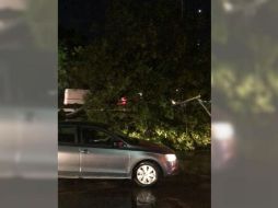 Uno de los árboles caídos luego de la lluvia de esta noche en la ZMG. ESPECIAL / Bomberos Guadalajara