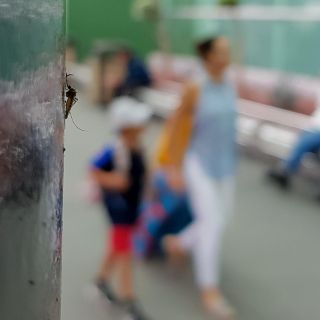 Avanza combate a mosquitos en el Aeropuerto de Guadalajara