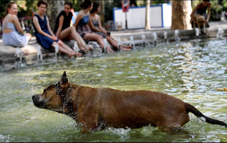 Un perro se sacude el agua en una fuente de Montpellier. AP/P. Guyot