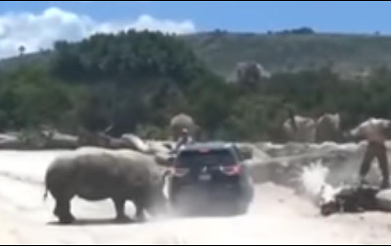 Mediante un comunicado, el zoológico aclaró que se hará responsable de los daños que sufrió la camioneta; señalan que nadie resultó herido. YouTube / Austin Look