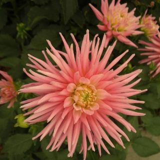 Dalia, flor de México que engalana jardines de Europa y EU