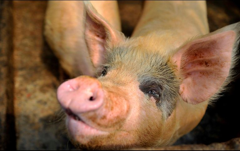 La peste porcina africana no es contagiosa para los seres humanos, pero podría ser una amenaza para el mercado porcino de China. EFE/ARCHIVO