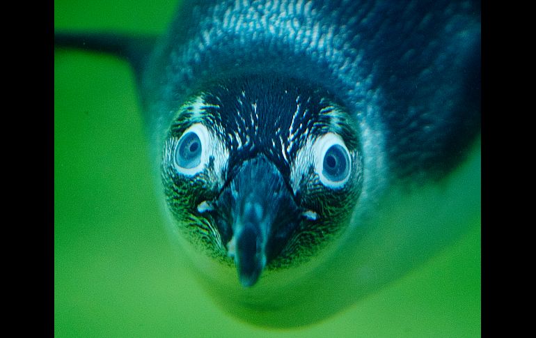 Un pingüino se ve en el zoológico de Kronberg, Alemania. AP/M. Probst
