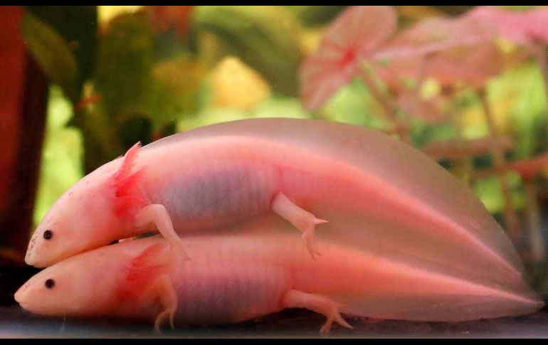 Dos ajolotes mexicanos nadan en el tanque de un acuario en Ciudad del Cabo, Sudáfrica. El ajolote es un anfibio icónico de México que habita entre las chinampas de los lagos y canales de Xochimilco, su único hábitat natural remanente. EFE/ N. Bothma