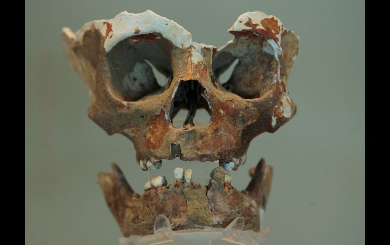 Vista de un cráneo que perteneció a un niño de entre 5 y 10 años de edad que vivió entre 4530 a 4440 A.C, durante un recorrido por la exposición 
