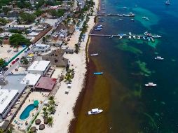 El sargazo que llegó este año a las playas mexicanas proviene de otra zona del Atlántico, entre Brasil y África. SUN /