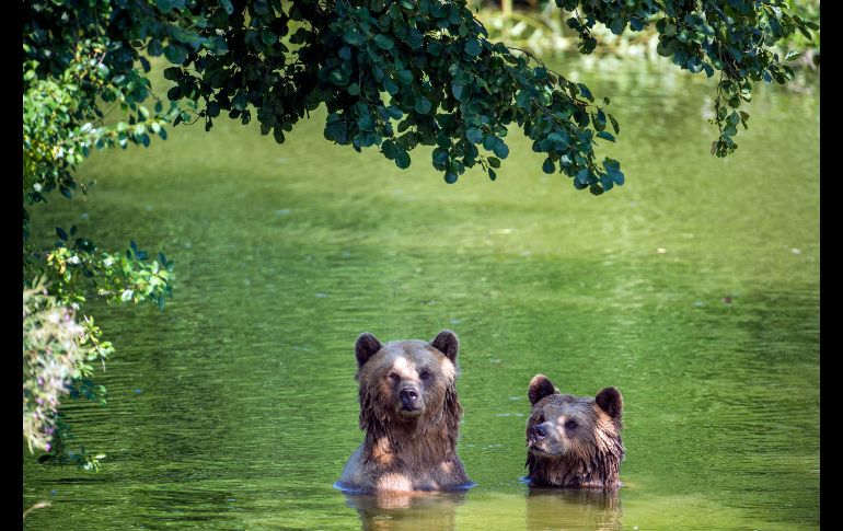 Un par de osos se bañan en su recinto en un parque de Poing, Alemania. AP/DPA/L.  Mirgeler